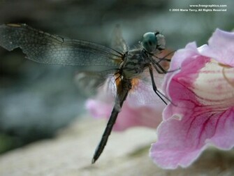 Dragonfly Wallpaper Desktop