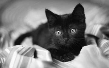 Small Black Cat Wallpaper