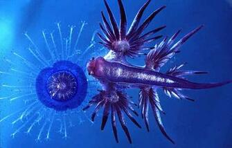 The Pelagic Nudibranch Glaucus In Process Of Eating Porpita A