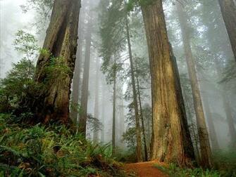 Redwood Trees Wallpaper Ing Gallery