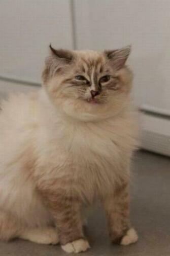 Derpy Cat Return To Funny Animal Pictures Home