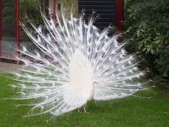 White Peacock New Pics Wallpaper Zoom