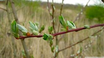 Spring Buds Wallpaper