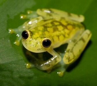 Tree Frog Slide