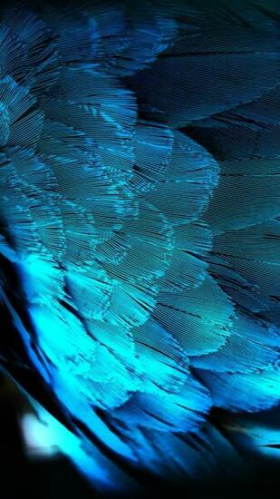 Blue Feather Htc HD Wallpaper Best One