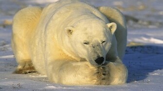 Polar Bear Widescreen Wallpaper