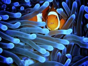 Ocean Great Barrier Reef Wallpaper