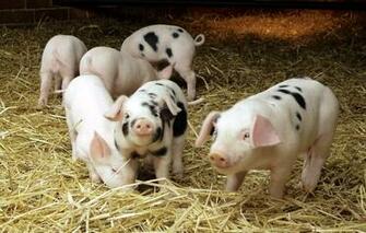 Pig Barn Hay Wallpaper Photos Pictures