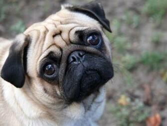 Cute Pug Wallpaper Stock Photos