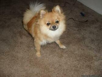 Teacup Pomeranian Background Dogbreedswallpaper