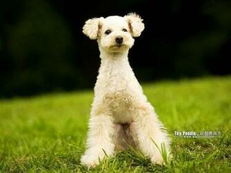 Puppies Toy Poodle Puppy Wallpaper Lovable