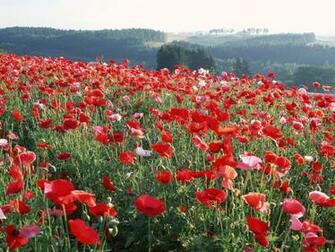 Flower Garden Desktop Widescreen Wallpaper Fre