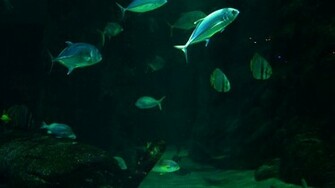 Aquatic Background By Alp Stock