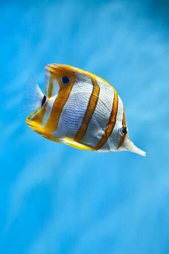 Copperband Fish Wallpaper Biosphere And Hydrosphere Interacting