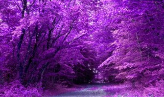 The Purple Fairy Pictures
