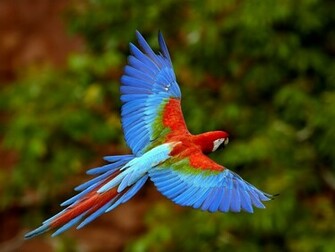 All Wallpaper Parrot HD