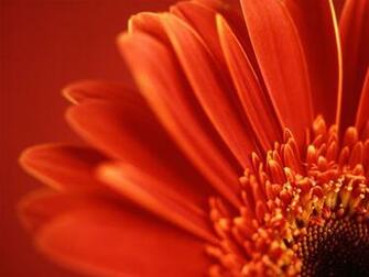 Flowers Wallpaper