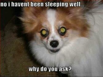 Funny Animals With Words Desktop Background