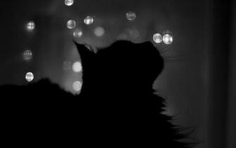Cat Silhouette HD Desktop Wallpaper Widescreen High Definition