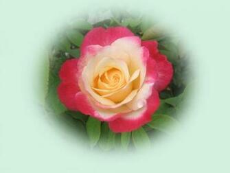Colorful Roses Wallpaper
