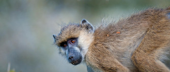 Baboon Wallpaper