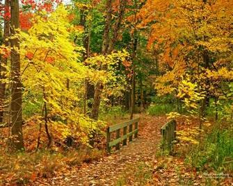 Fall Foliage Wallpaper