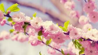 Japanese Cherry Blossom Desktop Pc And Mac Wallpaper