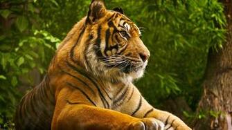 Nature Animals Wallpaper