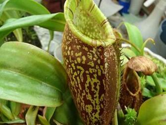 Nepenthes Spectabilis Photos