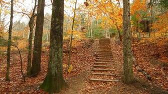 Nature Mobile Phone Image Colors Wood Forest HD
