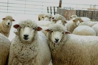 Corriedale Sheep Cool HD Wallpaper