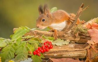 Wallpaper Autumn Leaves Berries Animal Branch Protein Trunk