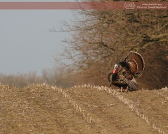 Deer Turkey Forest Upland Wildlife Grasslands Waterfowl