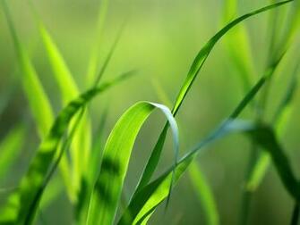 Green Wallpaper Bestwallpaperzone