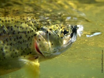 Trout Wallpaper Amazing