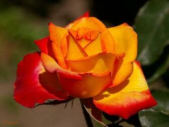 Wallpaper Named Yellow Red Rose It Has Wallpoop The
