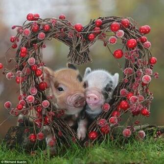 Animal Amore The Creatures That Show It S Not Only Humans Who Like To