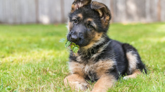 Facts About Puppies Wallpaper