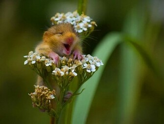 Funny Animals Wallpaper And Animal