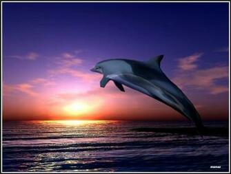 Dolphin Sunset Wallpaper