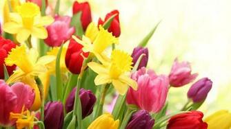 Wallpaper Spring Flowers