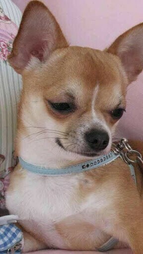 Bigger Chihuahua Live Wallpaper For Android Screenshot