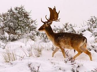 Deer In Snow Wallpaper