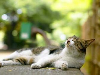 Cats Wallpaper High Quality And Resolution
