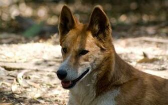 Dingo HD Desktop Wallpaper 7wallpaper Net
