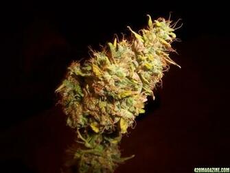Og Kush Wallpaper Image Pictures Becuo