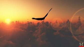 Flying Sunset Eagle HD Wallpaper