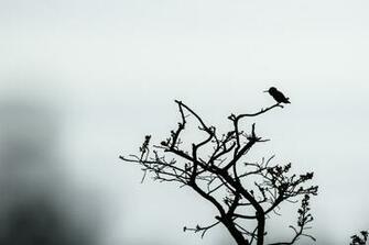 Hummingbird Silhouette Wallpaper Wednesday