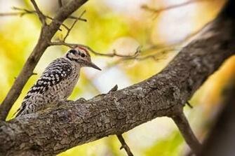 Woodpecker Pictures Image