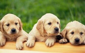 Yellow Labrador Puppies Wallpaper Desktop Background Id